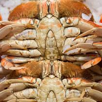 Dungeness Crab Mac and Cheese