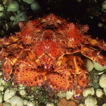 Why is King Crab so Delicious?