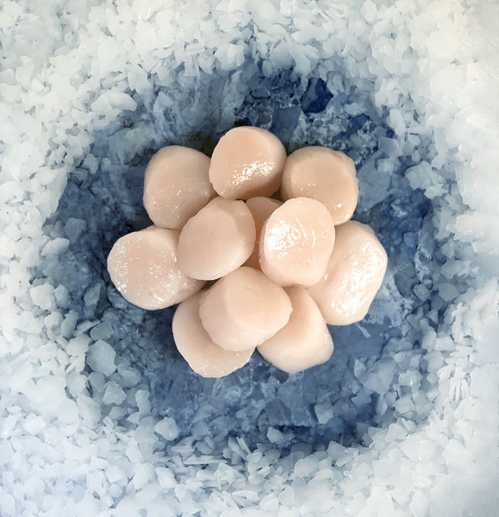 How to Freeze Fresh Scallops