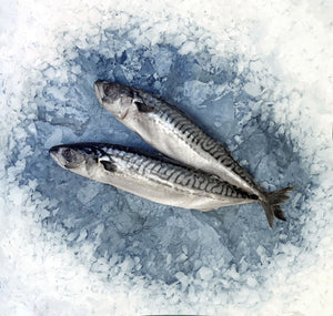 Mackerel