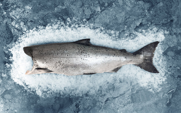 Whole Alaskan King Salmon
