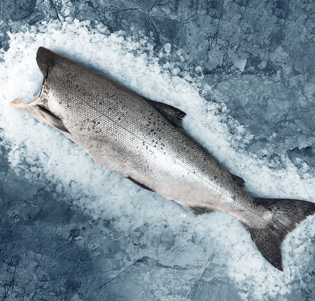 Whole Alaskan King Salmon