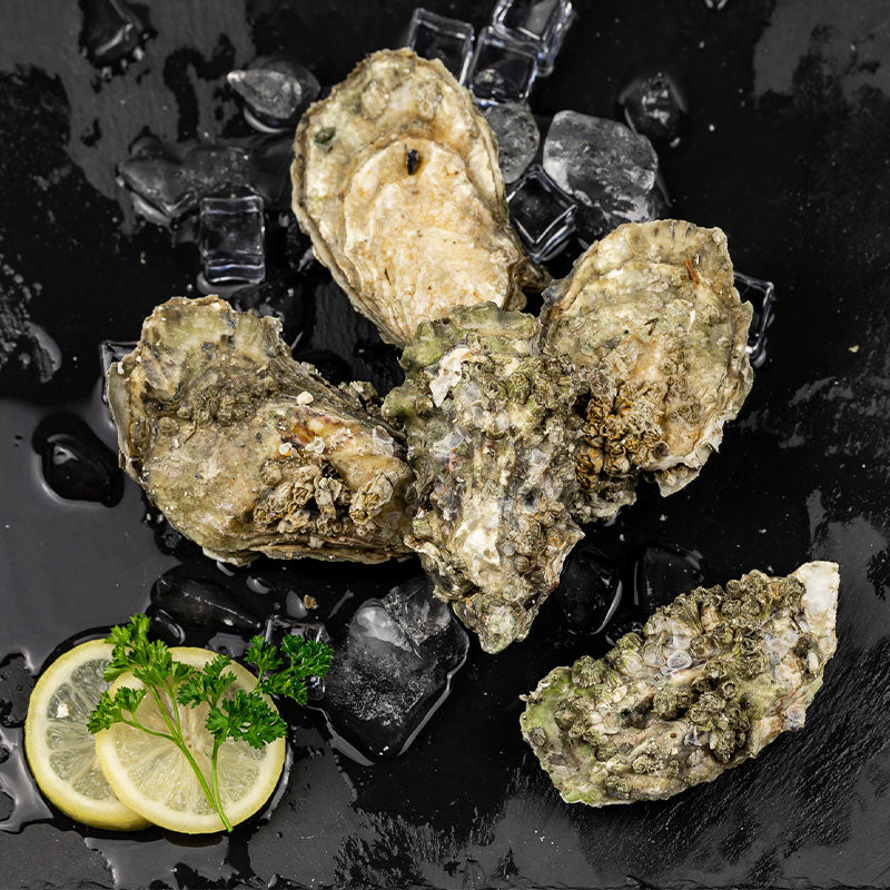 Buy Kumamoto Oysters in the shell Online – Pure Food Fish Market