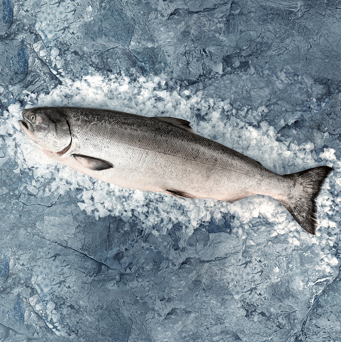 Fresh Whole Northwest King Salmon