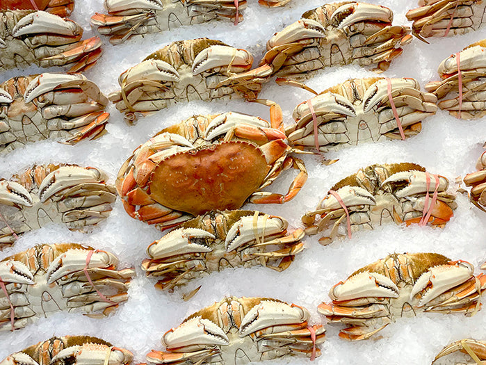 Jumbo Whole Dungeness Crab