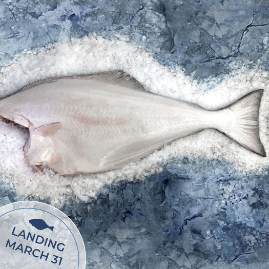 Fresh Whole Alaskan Halibut