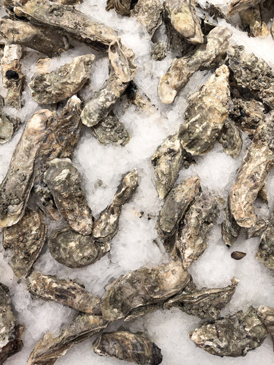 Hood Canal Oysters