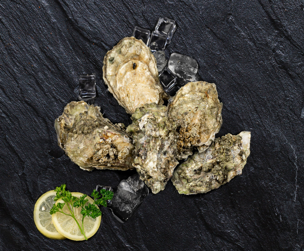 Kumomoto Oysters in the shell