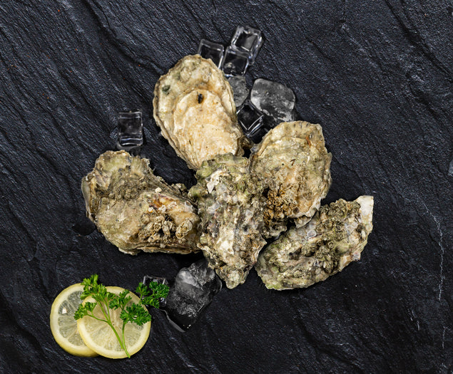 Virginica Oysters