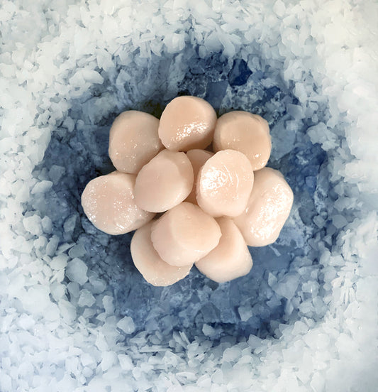 Fresh Scallops