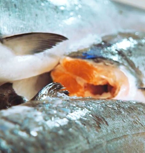 Fresh Whole Copper River King Salmon