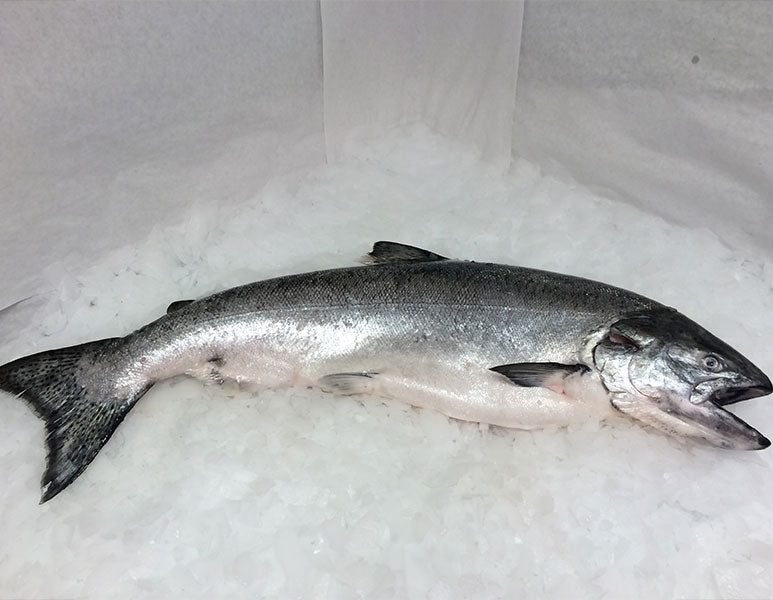 Buy Fresh Whole Northwest King Salmon Online – Pure Food Fish Market