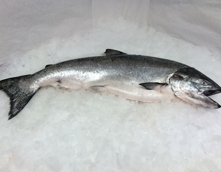 Fresh Fish Shipped Overnight to Your Door
