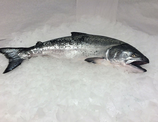 Fresh Whole Northwest King Salmon - 9-10 lbs.