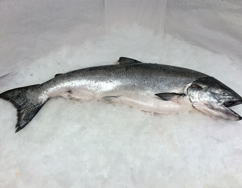 Buy Fresh Whole Alaskan King Salmon 15-16 Lbs. Online – Pure Food Fish ...