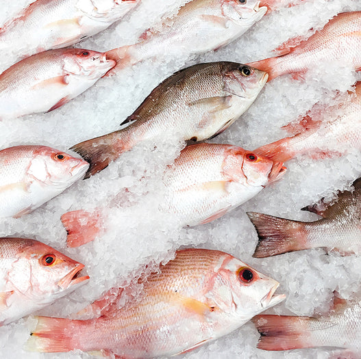 Fresh Whole New Zealand Snapper