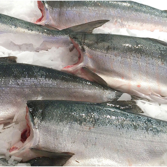 Fresh Whole Copper River Sockeye Salmon (Wild)