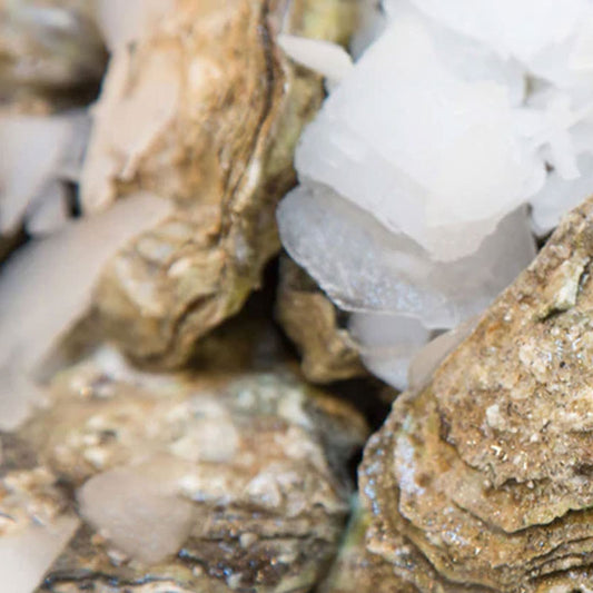 Hood Canal Oysters in the shell