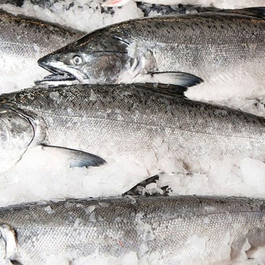 Fresh Whole Silver (Coho) Salmon